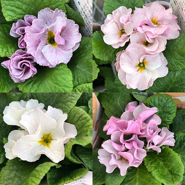 プリムラジュリアン・ハイブリッド：ラヴィスピーチシルバー3号ポット 2株セット