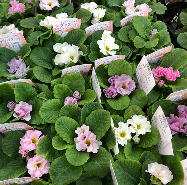 プリムラジュリアン・ハイブリッド：ラヴィスピーチシルバー3号ポット 2株セット