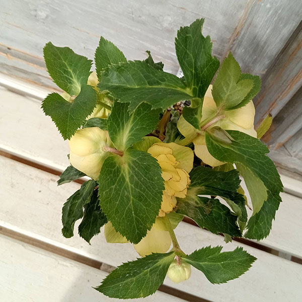 園芸ネット本店｜若泉ファームさんのクリスマスローズ：セミダブル24