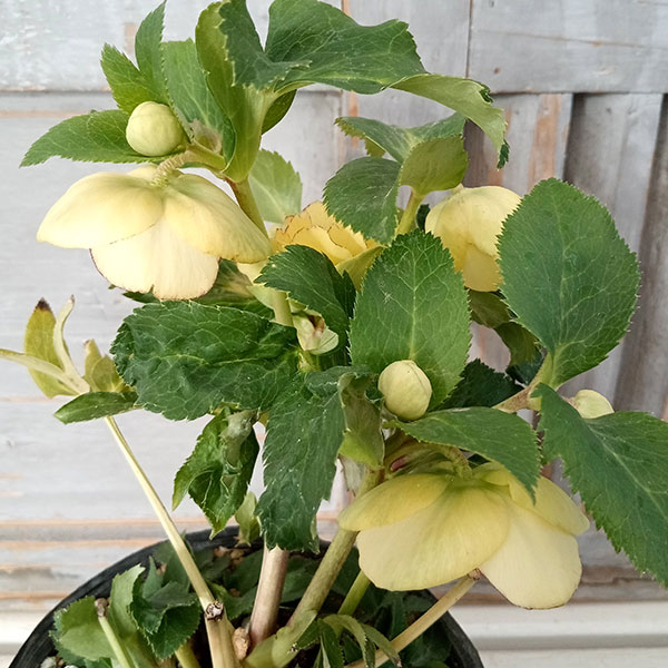 園芸ネット本店｜若泉ファームさんのクリスマスローズ：セミダブル24