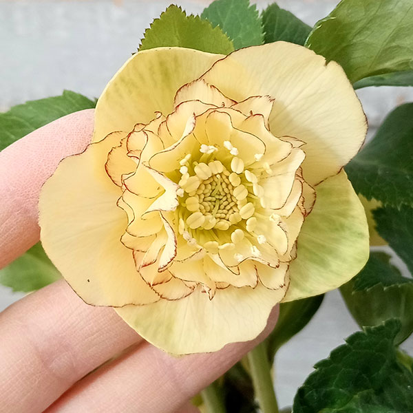 園芸ネット本店｜若泉ファームさんのクリスマスローズ：セミダブル24