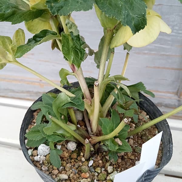 園芸ネット本店｜若泉ファームさんのクリスマスローズ：セミダブル24