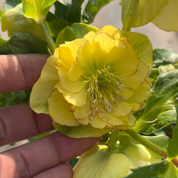 園芸ネット本店｜若泉ファームさんのクリスマスローズ：セミダブル24