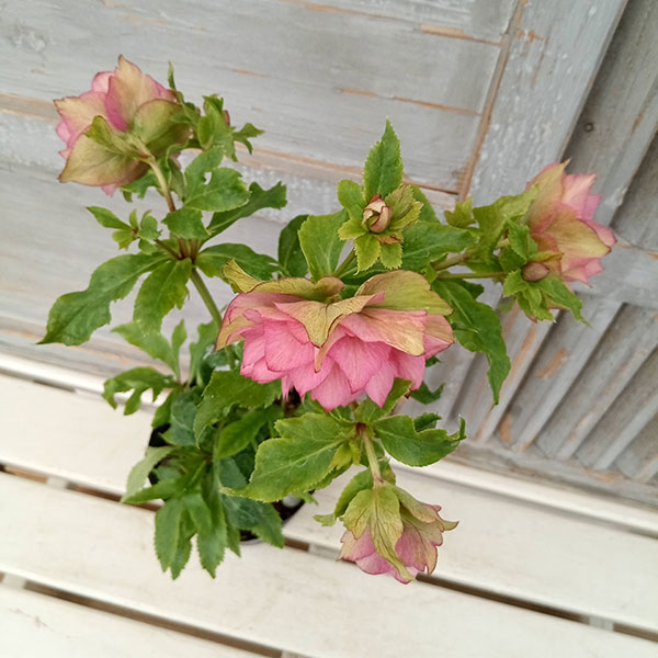 園芸ネット本店｜若泉ファームさんのクリスマスローズ：ダブル24-01