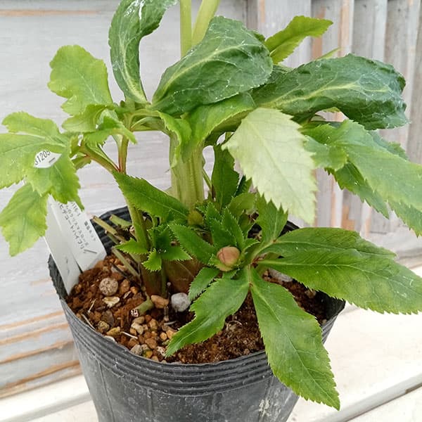 園芸ネット本店｜若泉ファームさんのクリスマスローズ：ダブル24-01