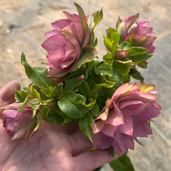 園芸ネット本店｜若泉ファームさんのクリスマスローズ：ダブル24-01