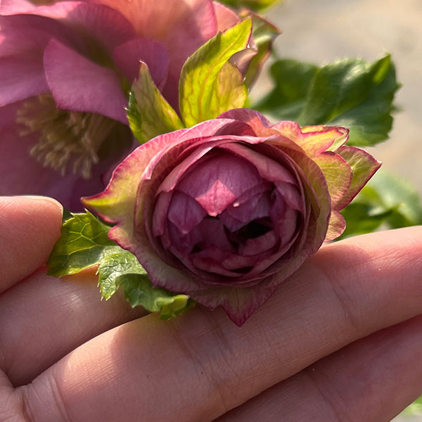 園芸ネット本店｜若泉ファームさんのクリスマスローズ：ダブル24-01