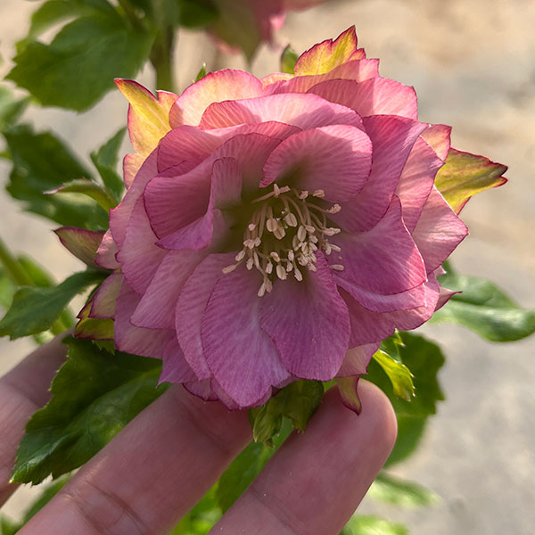 園芸ネット本店｜若泉ファームさんのクリスマスローズ：ダブル24-01