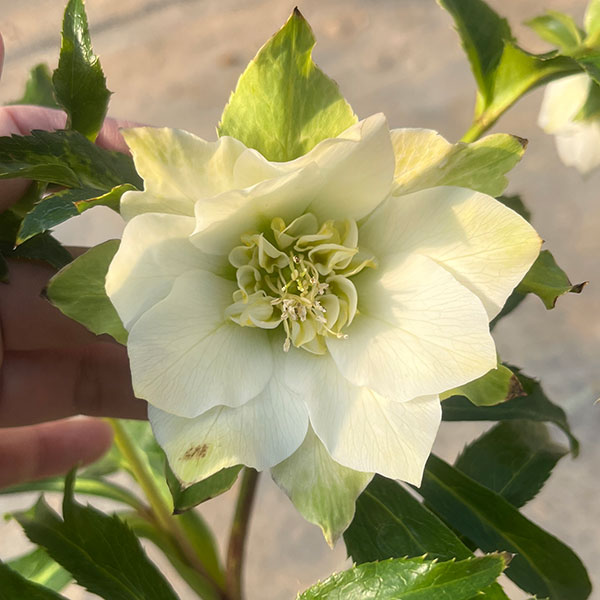 園芸ネット本店｜若泉ファームさんのクリスマスローズ：シャルウィ