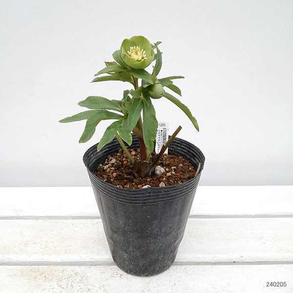 園芸ネット本店｜若泉ファームさんのクリスマスローズ：クロアチカス