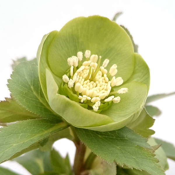 園芸ネット本店｜若泉ファームさんのクリスマスローズ：クロアチカス