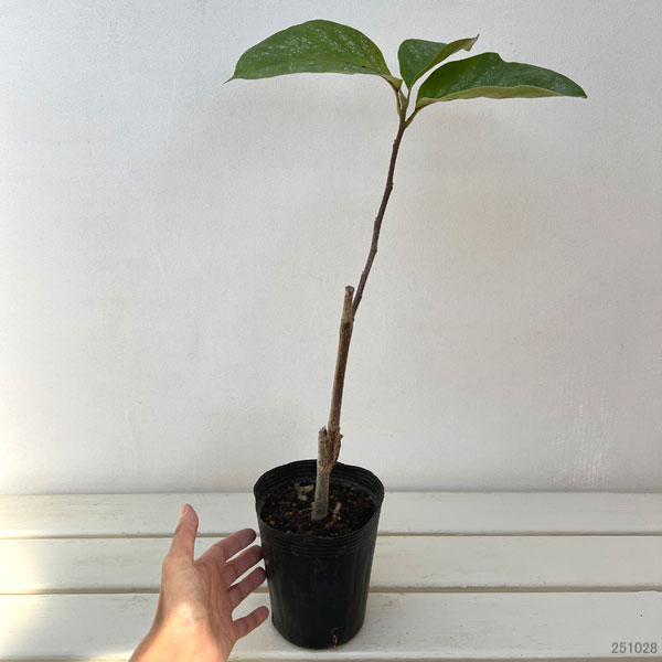 モクレン(マグノリア):ブラックチューリップ3.5-4号ポット