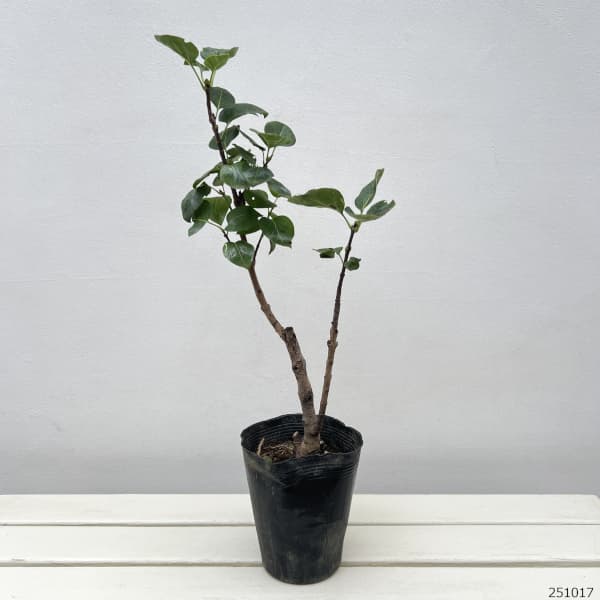 ライラック:バーチャルバイオレット5号ポット