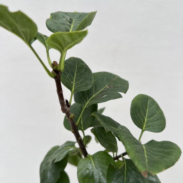 ライラック:バーチャルバイオレット5号ポット