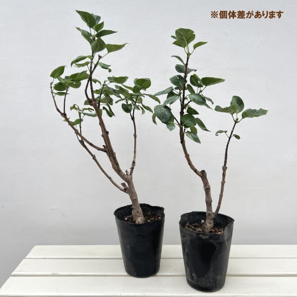 ライラック:バーチャルバイオレット5号ポット