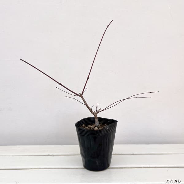 イロハモミジ：出猩々（デショウジョウ）3.5号ポット