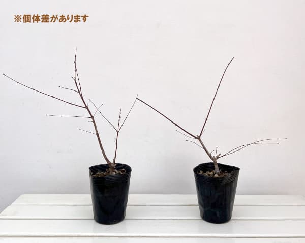 イロハモミジ：出猩々（デショウジョウ）3.5号ポット