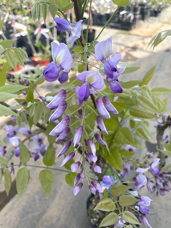 フジ(藤):ブルーストリーム6号ポット