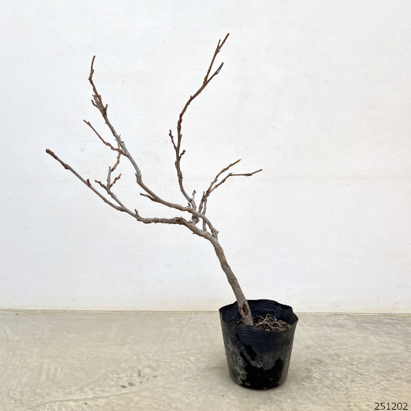 フジ(藤):ブルーストリーム6号ポット