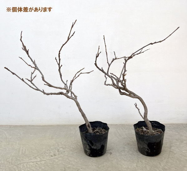 フジ(藤):ブルーストリーム6号ポット