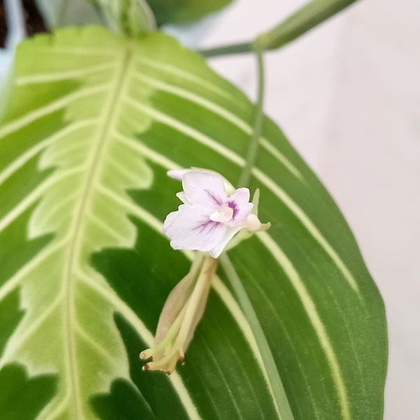 マランタ：レモンライム　4号吊り鉢