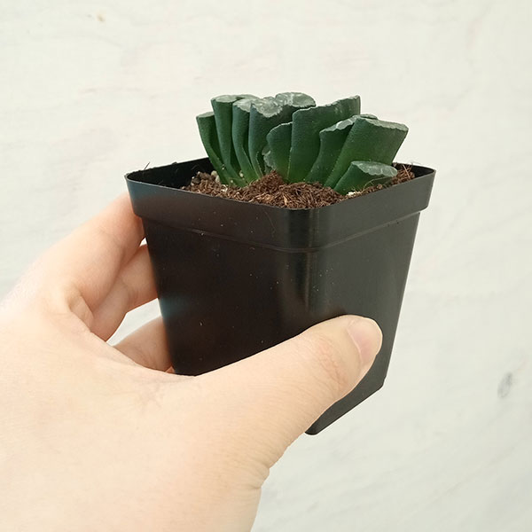 ハオルチア :玉扇 天使玉扇 3号鉢植え