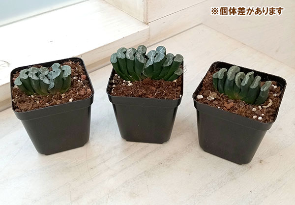 ハオルチア：玉扇　天使玉扇　３号鉢植え