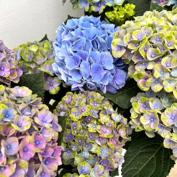 アジサイ:マジカルコーラル レオーニ5号鉢植え*