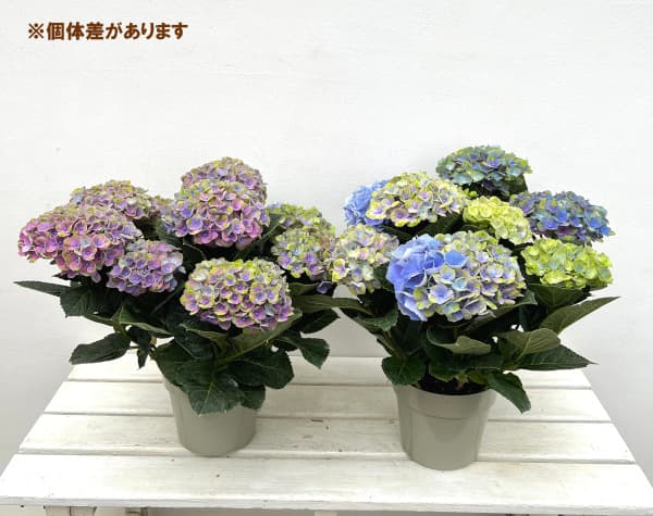 アジサイ:マジカルコーラル レオーニ5号鉢植え*