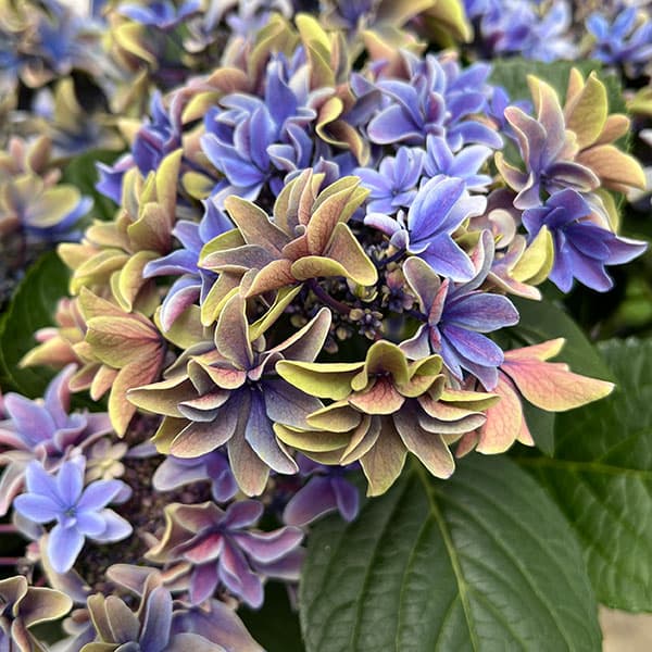 園芸ネット本店｜アジサイ：月虹（ゲッコウ）ブルー5.5号鉢植え* の