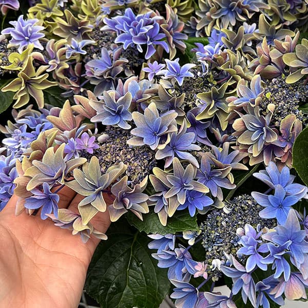 八重咲きアジサイ パープルブルー月虹 園芸ネット本店｜アジサイ：月虹（ゲッコウ）ブルー5.5号鉢植え* の