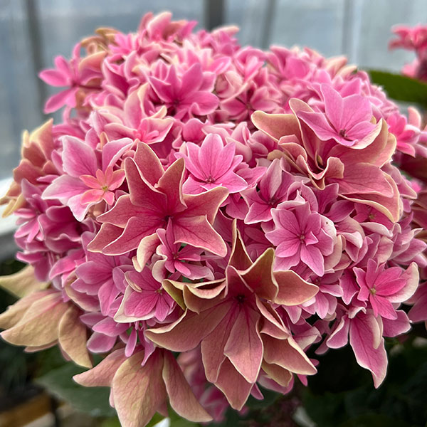 園芸ネット本店｜アジサイ：月虹（ゲッコウ）ピンク5.5号鉢植え の通販