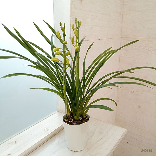 テーブルシンビジウム:朝霧2本立ち 5号鉢植え(皿付き)