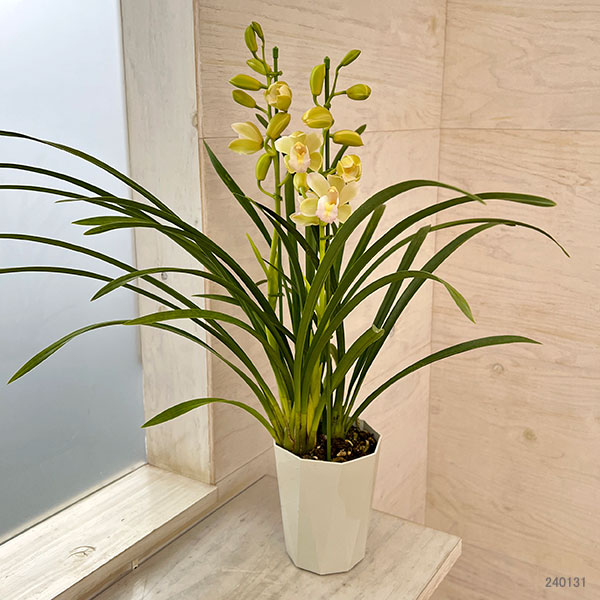 テーブルシンビジウム:朝霧2本立ち 5号鉢植え(皿付き)