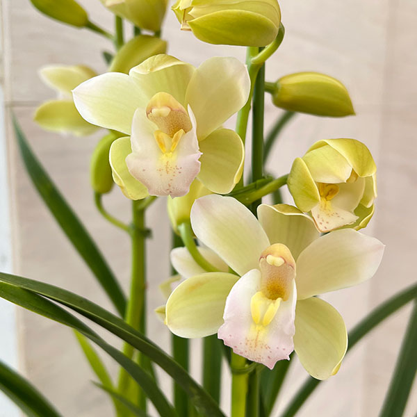 テーブルシンビジウム:朝霧2本立ち 5号鉢植え(皿付き)