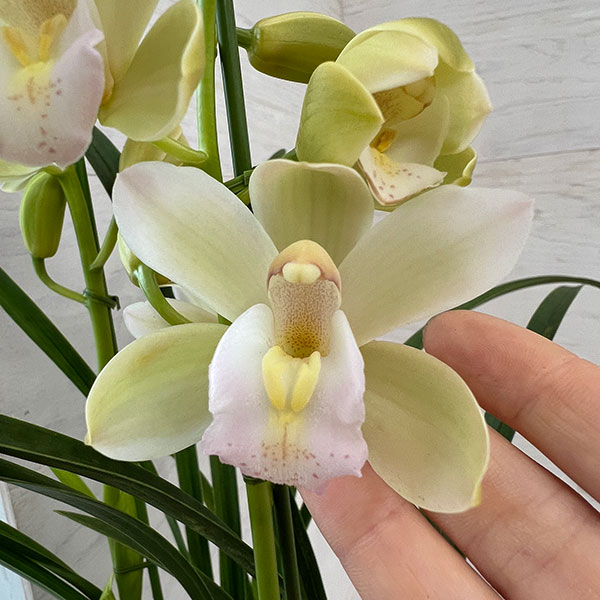 テーブルシンビジウム:朝霧2本立ち 5号鉢植え(皿付き)