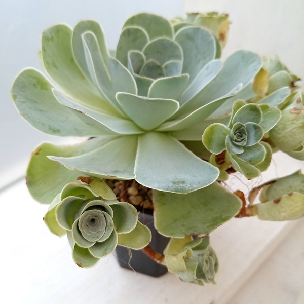 園芸ネット本店｜グリーノビア：風鈴 2号ポット の通販【公式】