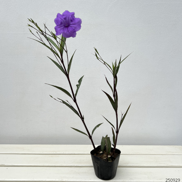 ルエリア・ブリトリアナ（ブルー）3.5号ポット