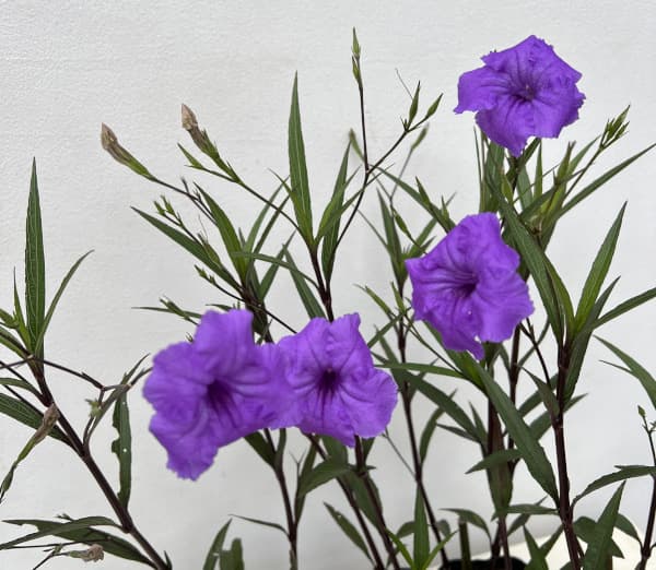 ルエリア・ブリトリアナ（ブルー）3.5号ポット