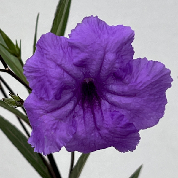 ルエリア・ブリトリアナ（ブルー）3.5号ポット