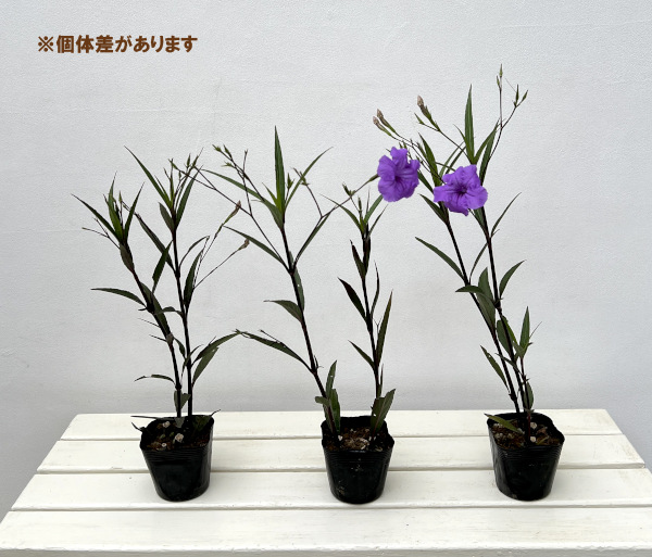 ルエリア・ブリトリアナ（ブルー）3.5号ポット