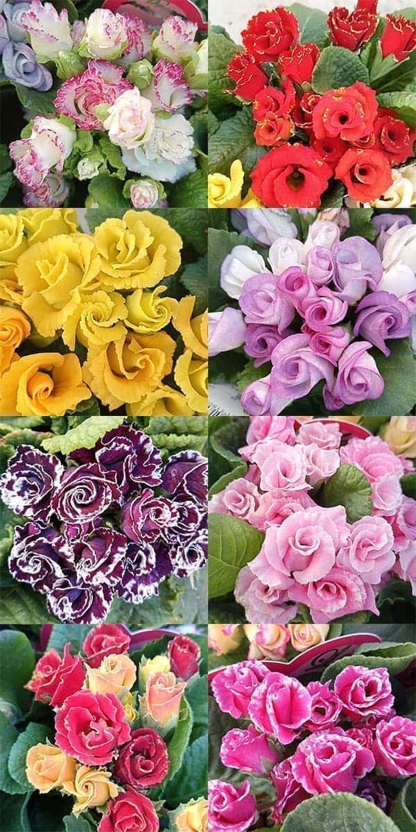 プリムラ：ジュリアン　ラブ3.5号ポット