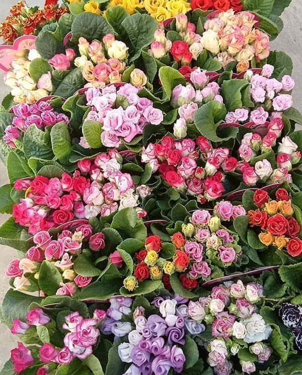 プリムラ：ジュリアン　ラブ3.5号ポット