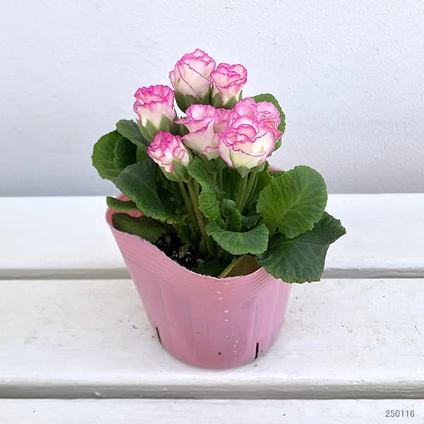 プリムラ：ジュリアン　ラブ3.5号ポット