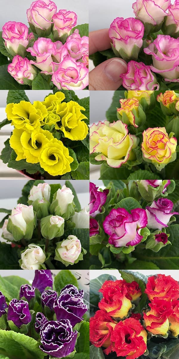 園芸ネット本店｜プリムラ：ジュリアン ラブ3.5号ポット 3株セット の