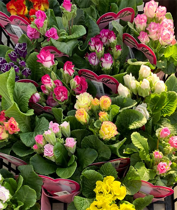 プリムラ：ジュリアン　ラブ3.5号ポット