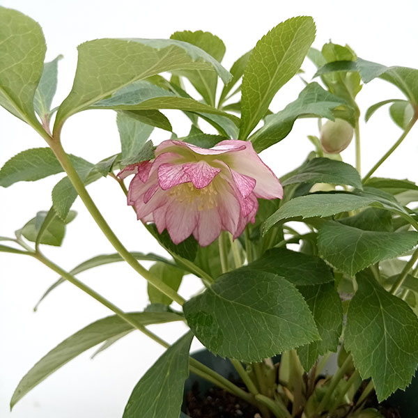 園芸ネット本店｜クリスマスローズ：ダブルエレン（ピコティ）24-02／5