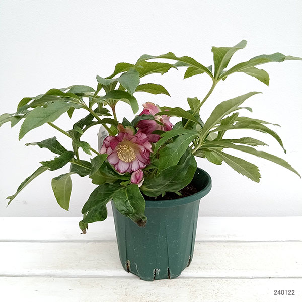 園芸ネット本店｜クリスマスローズ：ダブルエレン（ピコティ）24-05／5