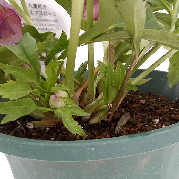 園芸ネット本店｜クリスマスローズ：ダブルエレン（ピコティ）24-05／5