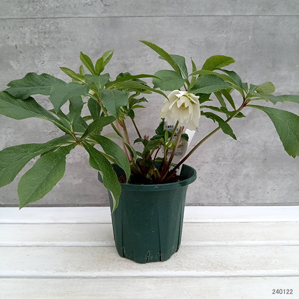 園芸ネット本店｜クリスマスローズ：ダブルエレン（ホワイト）24-03／5